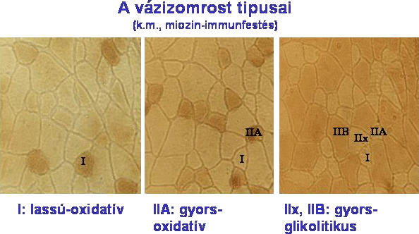 Lers: Lers: Lers: Lers: Lers: \\BIOCHEM\Biochem_Web\kepek\rost.gif